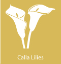 calla lilles